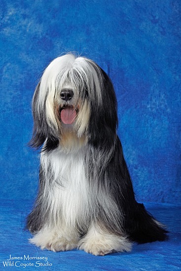 Tibetan Sheepdog - Dog Breed Portfolio 