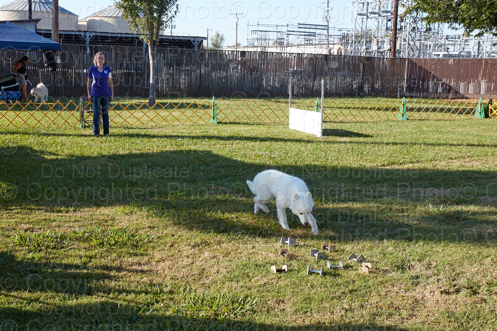 SCA National Specialty Obedience and Rally Samoyed Club of America